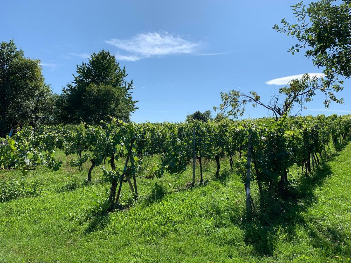 Urlaub Im Weingarten Winten  外观 照片