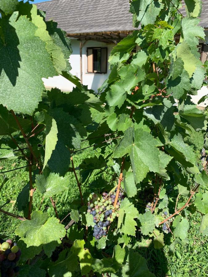 Urlaub Im Weingarten Winten  外观 照片